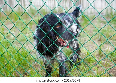 Dog In Cage