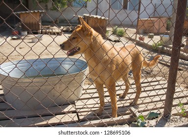 Dog In Cage At The Animal Shelter