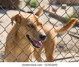 Dog In Cage At The Animal Shelter. Focus On Lattice