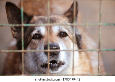 66,488 Dogs shelter Images, Stock Photos & Vectors | Shutterstock