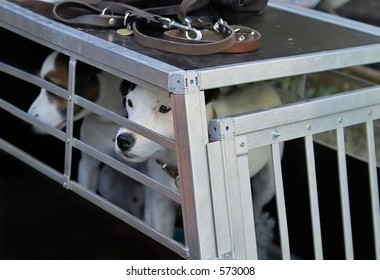 Dog In A Cage Going To The Doctor