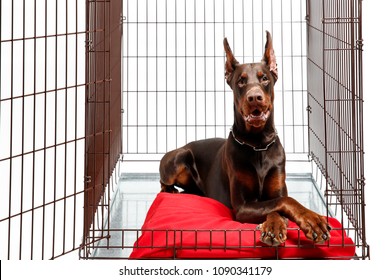 what size dog crate for a doberman