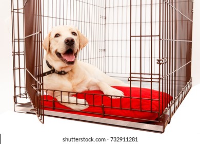 dog in the cage