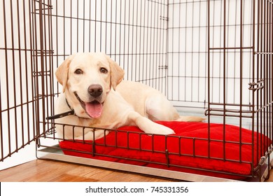 Dog in cage. Isolated background. Happy labrador lies in an iron box - Shutterstock ID 745331356
