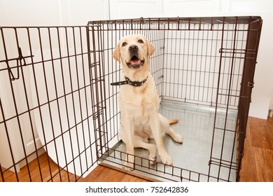 288 Big dog carriers Images, Stock Photos & Vectors | Shutterstock