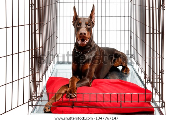 what size dog crate for a doberman