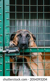 dog in a cage at a dog shelter
