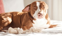 Dog, Calm And Animal In A Home On A Bed Ready For A Nap In The Morning With Pitbull. Rescue, Foster Puppy And Bedroom With Duvet And Cozy Blanket With Relaxing Canine And Pet Lying In A House