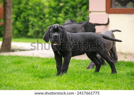 dog Cane Corso Italiano breed in the yard on a green grassy lawn