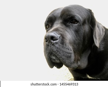 Dog Cane Corso on a white wall background. Head of a black dog, close-up. The front of the muzzle of the animal. - image