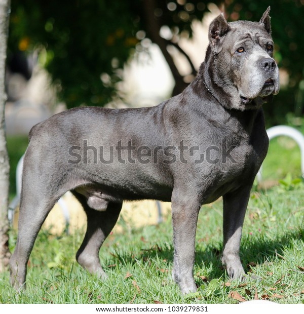 Photo De Stock De Chien De La Race Cane Corso Modifier