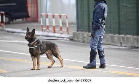 Dog Canine Unit Of The Police Called K-9 During The Inspection Of The Area Before Political Event