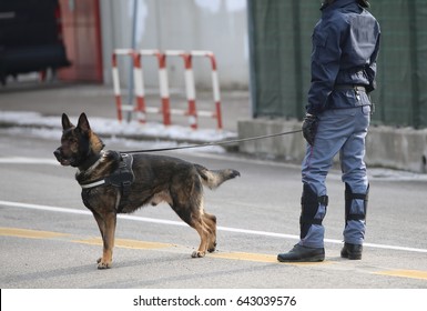 Dog Canine Unit Of The Police And A Police Officer In Uniform During The Inspection Of The Area