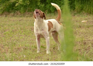  Dog (Canis Familiaris). Found Here Guarding A Southern Georgia Farm Field, USA