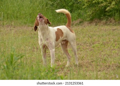  Dog (Canis Familiaris). Found Here Guarding A Southern Georgia Farm Field, USA