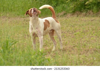  Dog (Canis Familiaris). Found Here Guarding A Southern Georgia Farm Field, USA