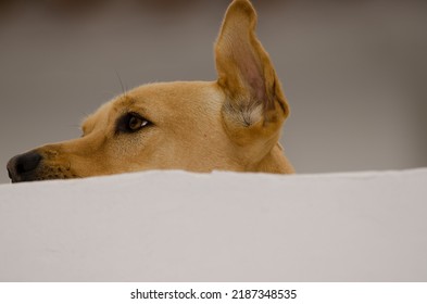 Dog Canis Lupus Familiaris On A Rooftop. Firgas. Gran Canaria. Canary Islands. Spain.