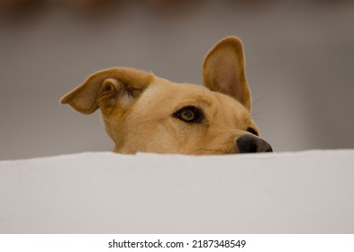 Dog Canis Lupus Familiaris On A Rooftop. Firgas. Gran Canaria. Canary Islands. Spain.