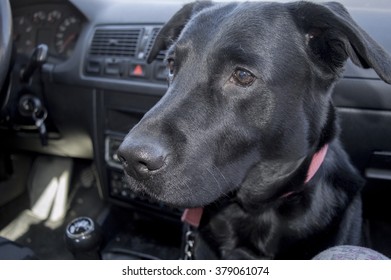 Dog In A Car