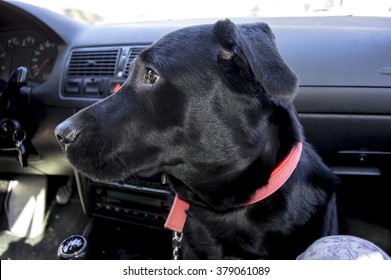 Dog In A Car