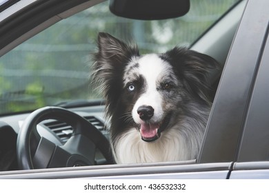 Dog Looking Out Red Car Window Stock Photo (Edit Now) 471414338