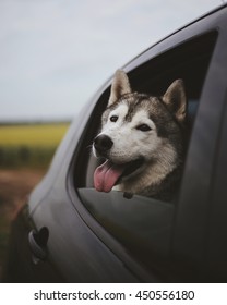 Dog In Car