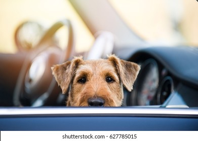 Dog At Car