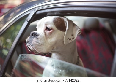 Dog In A Car