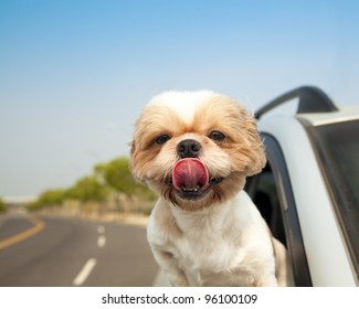 Dog in the Car
