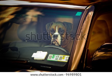 Dog in the car