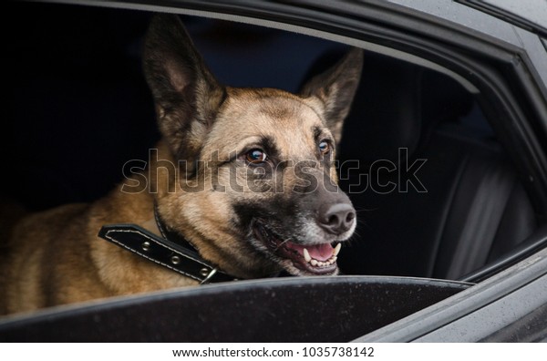 the dog in the\
car