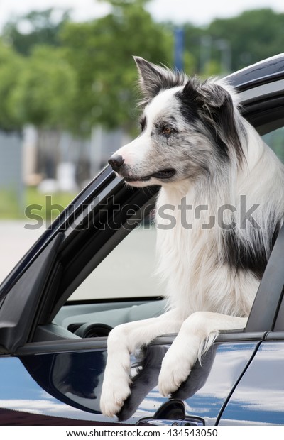 Dog in a\
car