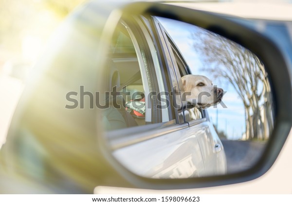 The dog in the car in the back seat looks out the\
window. The dog looks out of the car window in the back seat.\
Labrador retriever in the\
car.