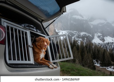 Dog In The Car In The Box. A Trip With A Pet. Nova Scotia Retriever Ou