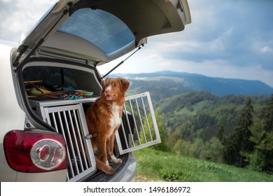 dog in the car in the box. A trip with a pet. Nova Scotia Retriever outside