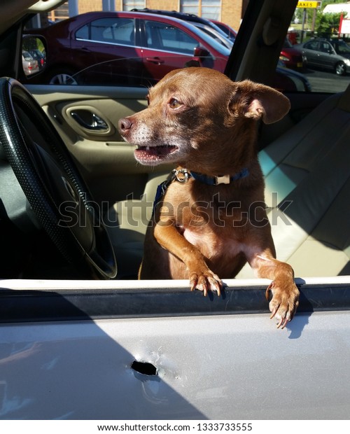 Dog in a car with a bullet\
hole