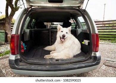 Dog in the car. Carrying dog in the car. Travel with a dog. Car trunk and dog.