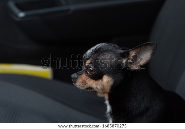 Dog in
car. Funny chihuahua. Tiny dog on seat in car. Dog with big ears in
a car waiting for owner. Black chihuahua dog in a car on a seat.
Chihuahua is a pet of black-brown-white
color.