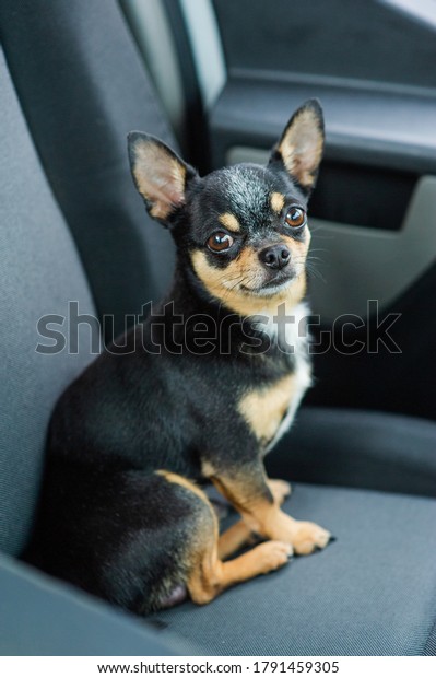 Dog in\
car. Funny chihuahua. Tiny dog on seat in car. Dog with big ears in\
a car waiting for owner. Black chihuahua dog in a car on a seat.\
Chihuahua is a pet of black-brown-white\
color.