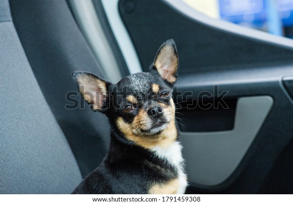 Dog in\
car. Funny chihuahua. Tiny dog on seat in car. Dog with big ears in\
a car waiting for owner. Black chihuahua dog in a car on a seat.\
Chihuahua is a pet of black-brown-white\
color.