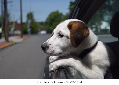 Dog In Car With Head Out Of Window Sad 