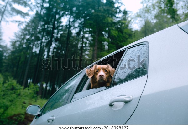 dog in the car\
looks out of the window. Pet travel, transportation. Nova Scotia\
Duck Tolling Retriever\
outside
