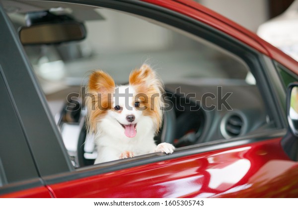 Dog\
in car. Pet travelling concept. A cute Papillon dog is in the red\
car. Pure breed dog Continental Toy Spaniel\
Papillon.