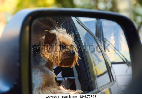 The dog is in the car. Portrait of a terrier in a\
car mirror.