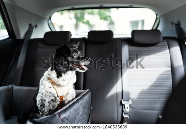 Dog In Car\
Seat With Safe Belt In Seat\
Booster