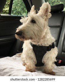 Dog In A Car With Seatbelt