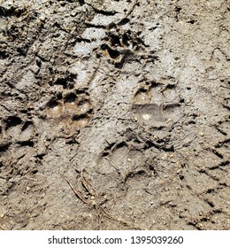 Dog And Car Tracks In The Mud