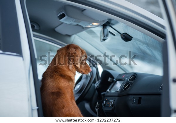 The dog is in the car. travel with a pet.\
Transportation of an animal in transport. Healthy lifestyle. Nova\
Scotia Duck Tolling\
Retriever.