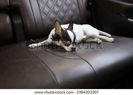 dog in the car, traveling with beloved pet by car. dog falls asleep in the car on a tourist trip.