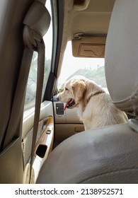 Dog In A Car Traveling Happy. High Quality Photo On Phone.